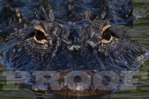 Al E Gator