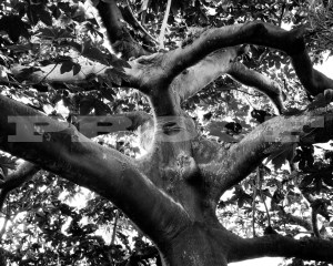 drtree02