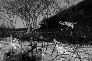 icetree