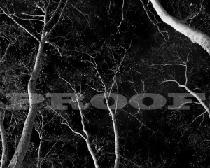 thetrees01