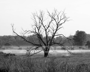 tree01