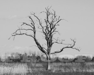 tree02
