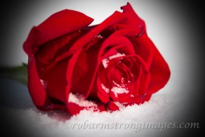 therose