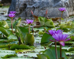 lilys01