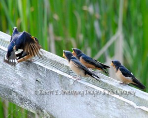 swallows